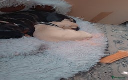 Pug dogs for sale: Pug girl  - Advert 5