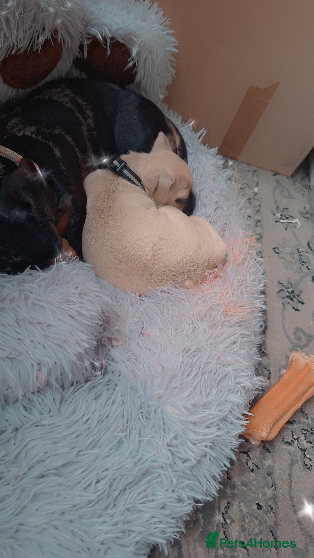 Pug dogs for sale: Pug girl  - Advert 5