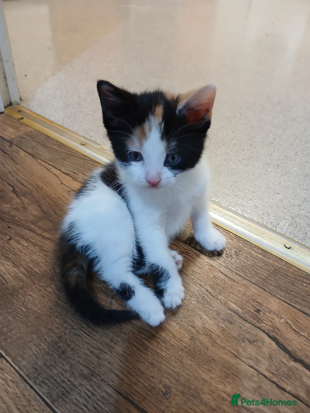 Mixed Breed cats for sale: Beautiful kittens - Advert 5