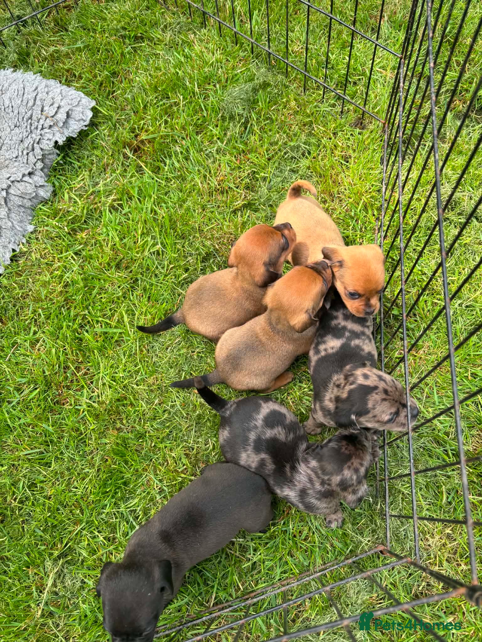 Mixed Breed dogs Pug X Dachshund puppies - Advert 1