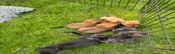 Mixed Breed dogs for sale: Pug X Dachund puppies - Advert 12