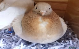 Pigeons birds for sale: Pigeons [Semi Hand-Raised] - Fancy & Racing Breeds - Image 17