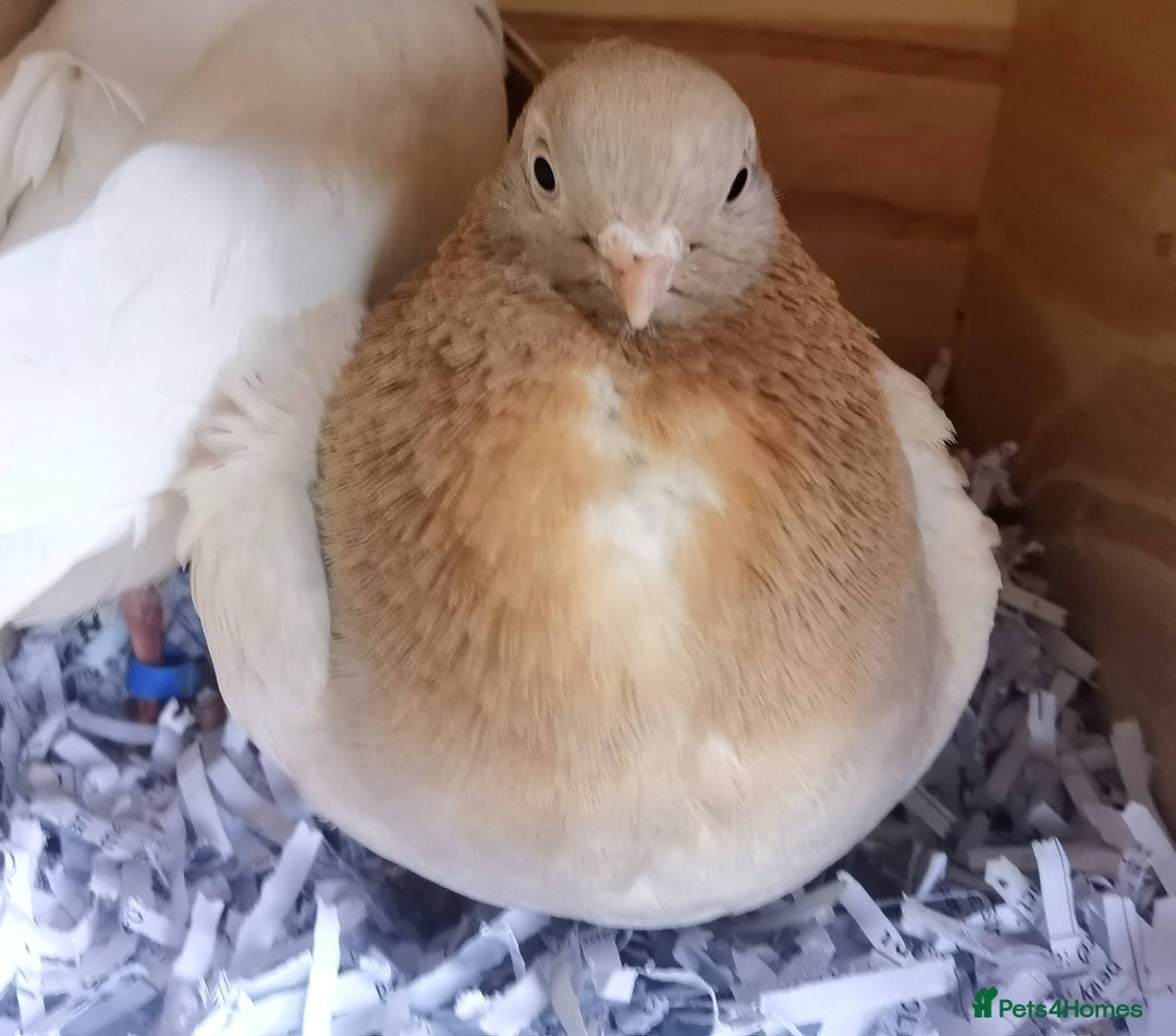 Pigeons birds for sale: Pigeons [Semi Hand-Raised] - Fancy & Racing Breeds - Image 17