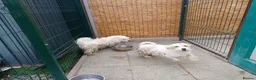Mixed Breed dogs for adoption: 🤍MATEO - from a market crate to a Loving Home 🏡 in Nottingham - Advert 37