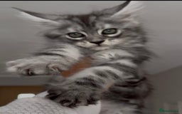 Maine Coon cats for sale: Outstanding pedigree kittens - Image 4