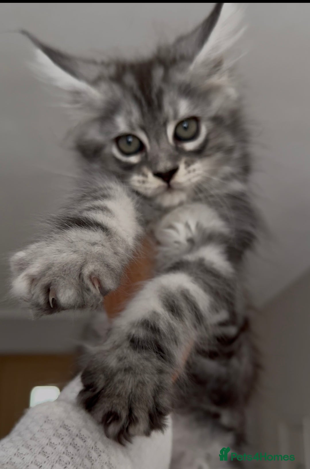 Maine Coon cats for sale: Outstanding pedigree kittens - Image 4