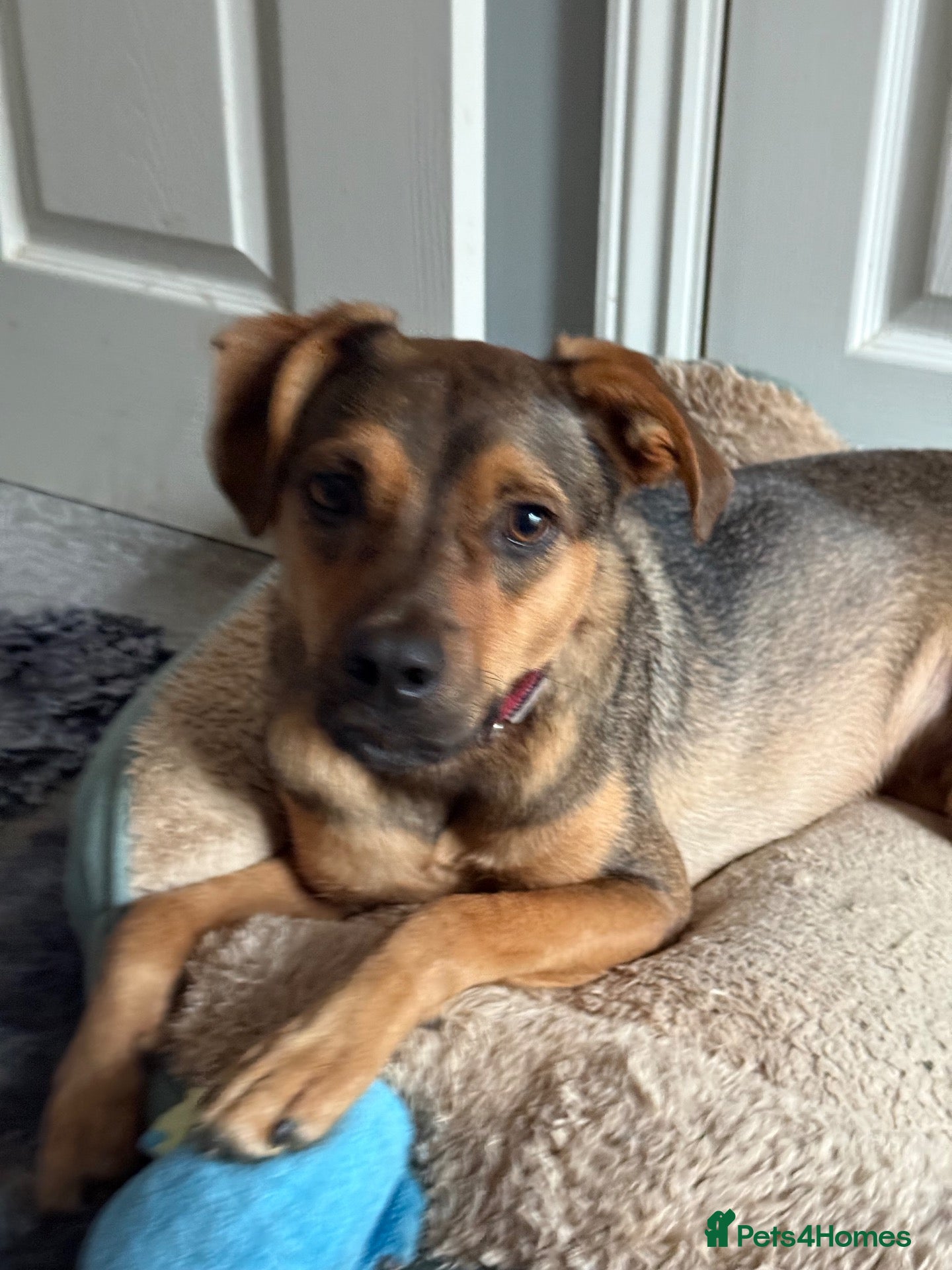 Mixed Breed dogs for adoption: Sweet Benni looking for TRUE LOVE  - Advert 4