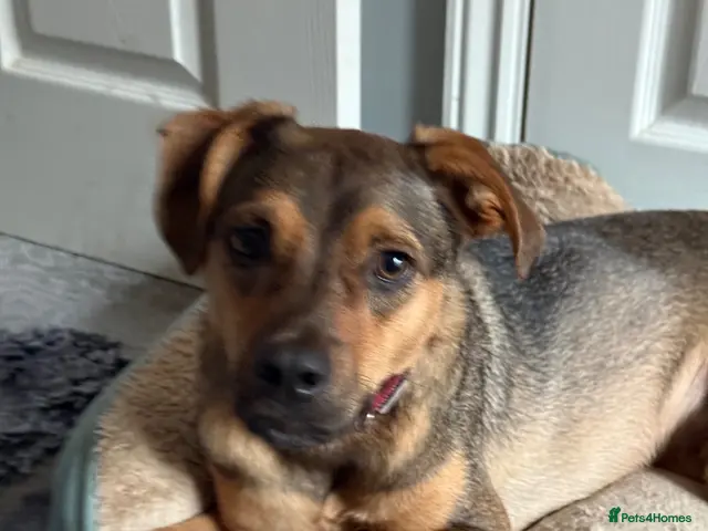 Mixed Breed dogs for adoption: Sweet Benni looking for TRUE LOVE - Advert 4