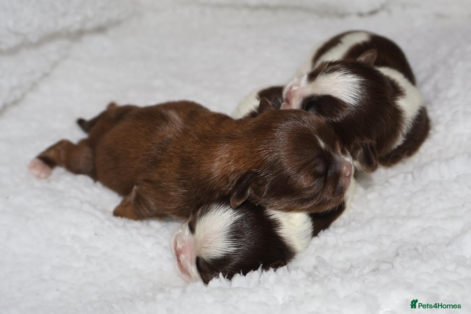 Shih Tzu dogs ✨Ultimate DNA Imperial’s now available✨ - Advert 3