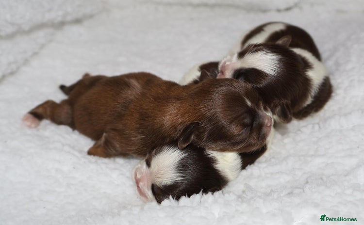 Shih Tzu dogs ✨ULTIMATE DNA Imperial’s now available✨ - Advert 2