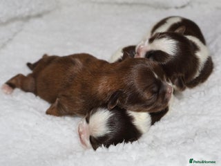 Shih Tzu dogs ✨ULTIMATE DNA Imperial’s now available✨ - Advert 2