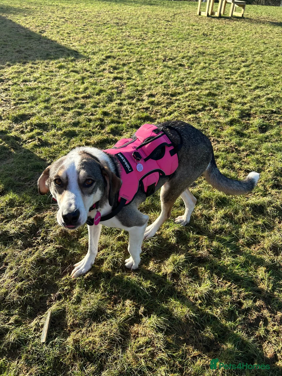 Mixed Breed dogs for adoption: MABEL - RESERVED  - Advert 9