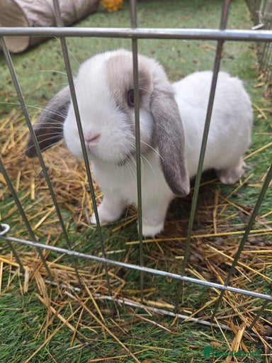 Gallery Image {{count}}