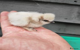 Chickens poultry for sale: USA silkie, jumbo coturnix, celadon quails - Image 28