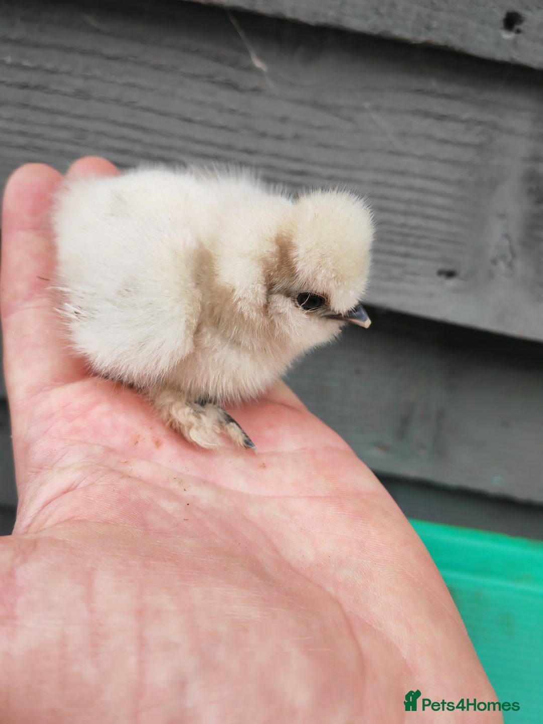 Chickens poultry for sale: USA silkie, jumbo coturnix, celadon quails - Image 28