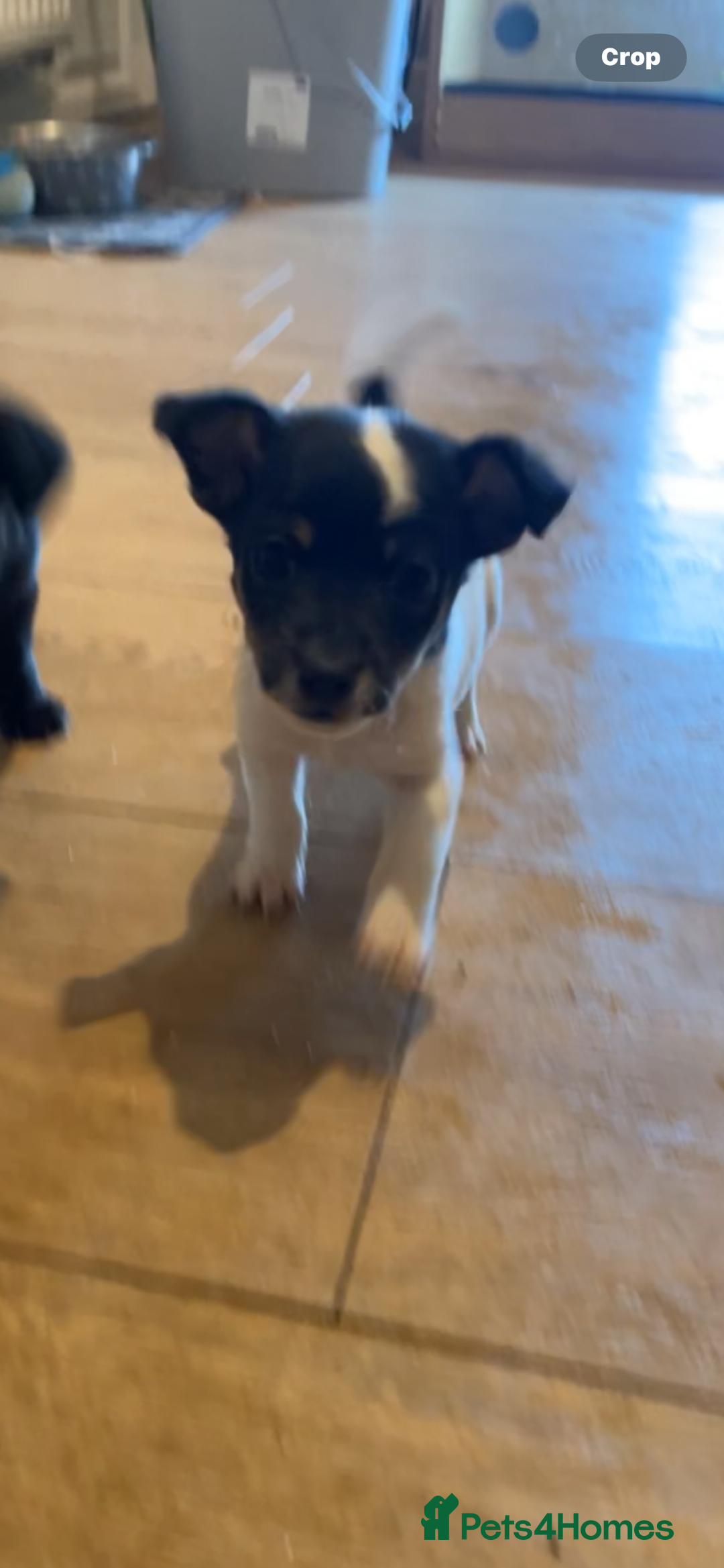 Jackapoo dogs for sale: Jackapoo puppies ready to leave - Advert 15