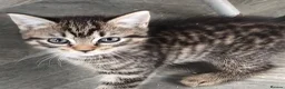 Mixed Breed cats for sale: Beautiful Half Bengal Kittens - Advert 3