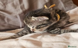 Russian Blue cats for sale: Mix Russian Blue and Maine Coon - Image 5