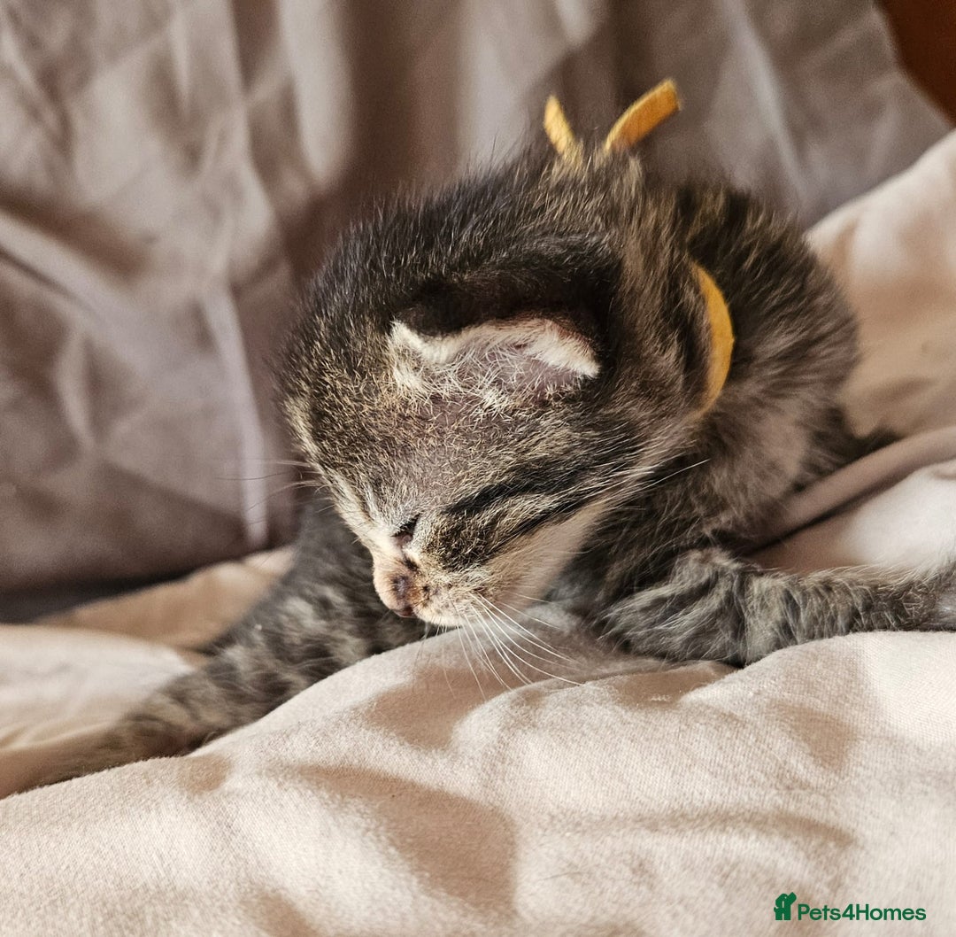 Russian Blue cats for sale: Mix Russian Blue and Maine Coon - Image 5