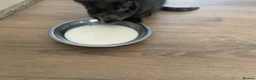 Mixed Breed cats for sale: Gorgeous mixed kittens - Advert 8