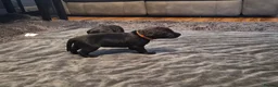 Labrador Retriever dogs for sale: Labrador black puppies  - Advert 23