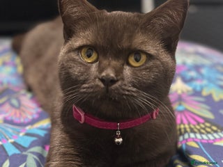 British Shorthair cats for sale: British shorthair babies - Advert 1