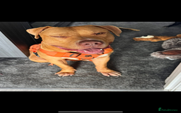 American Bulldog dogs for sale: Handsome and super active boy for rehoming - Image 3