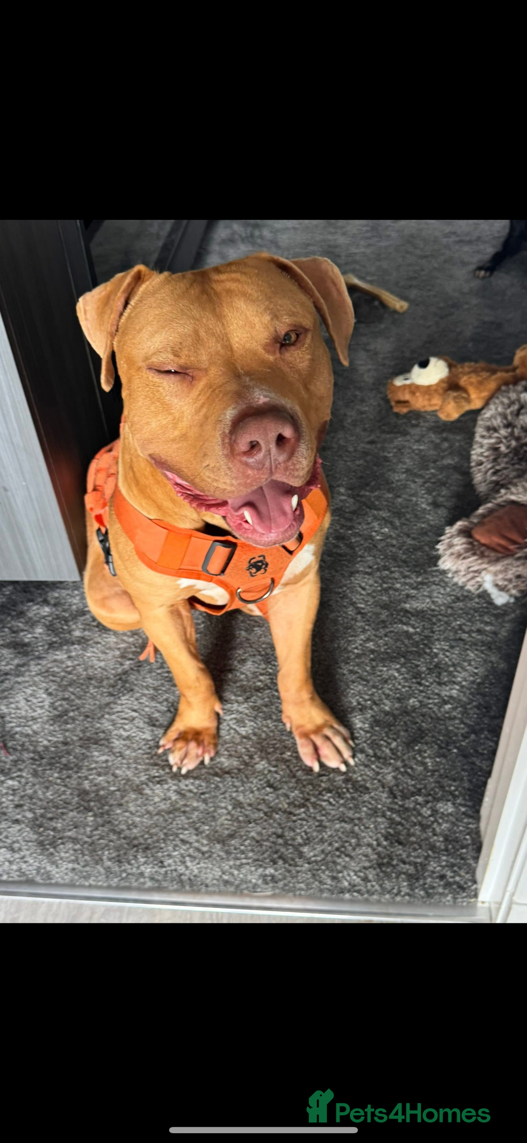 American Bulldog dogs for sale: Handsome and super active boy for rehoming - Image 3
