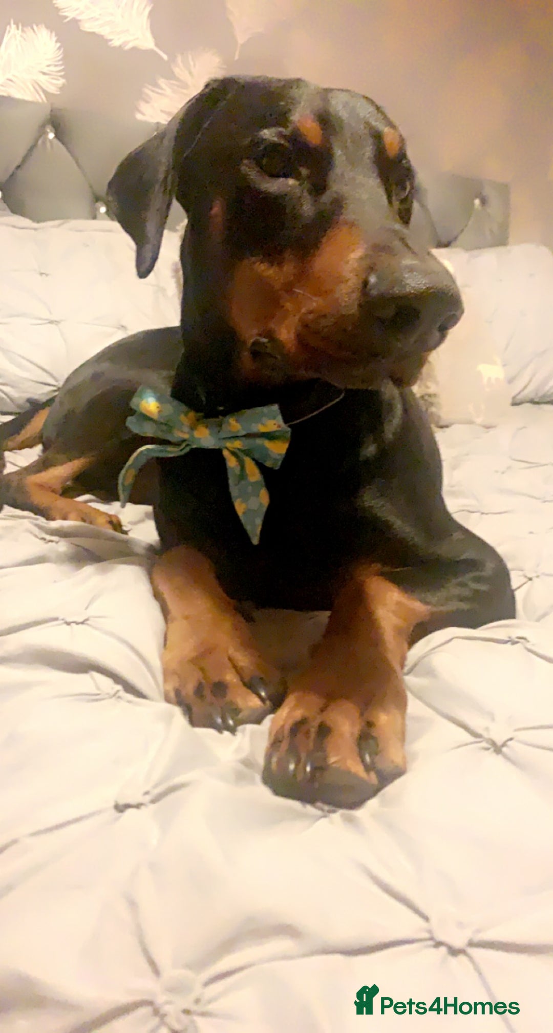 Dobermann dogs for sale: Wonderful Doberman for unfortunate adoption  - Advert 29