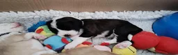 Tibetan Terrier dogs for sale: Beautiful Litter of Tibetan Terriers - Advert 4