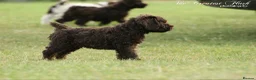 Spanish Water Dog dogs for sale: Spanish water dog  - Advert 20
