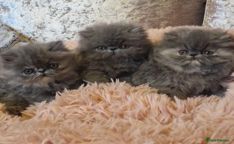Exotic cats - Advert 4