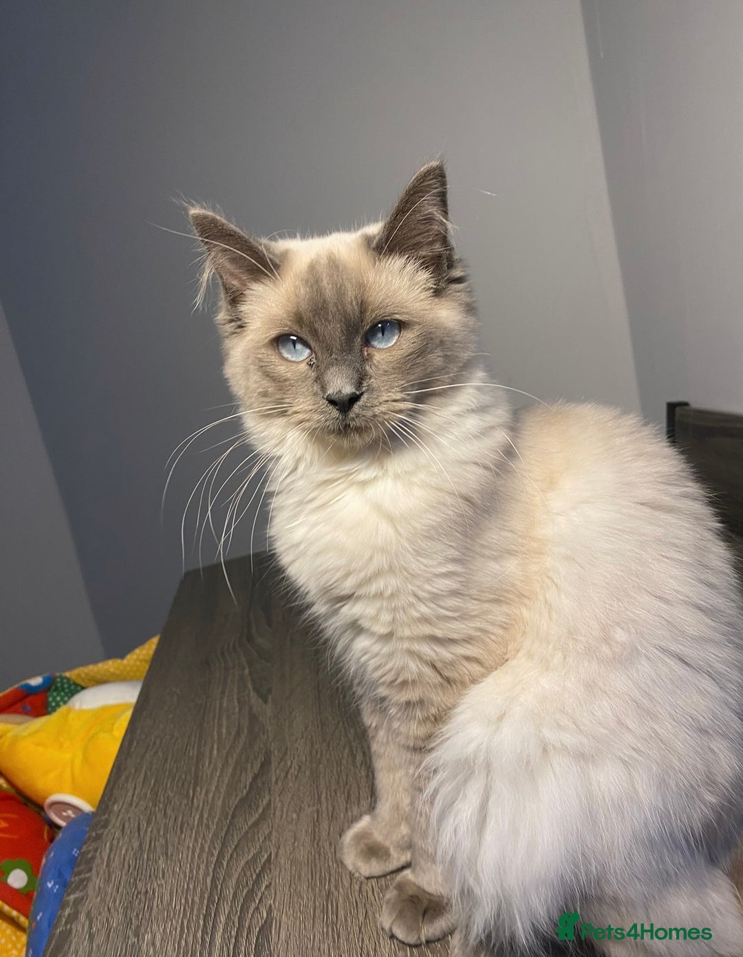 Ragdoll cats for sale: Blue point Ragdoll kittens  - Advert 2