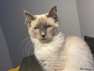 Ragdoll cats Blue point Ragdoll kittens - Advert 1