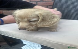 Miniature Dachshund dogs for sale: Long hair cream dachshund puppies  - Image 5