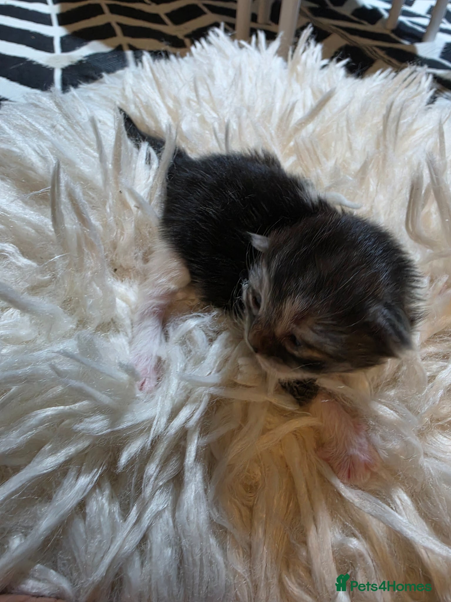 Persian cats for sale: Beautiful Persian Mix Kittens - Advert 39