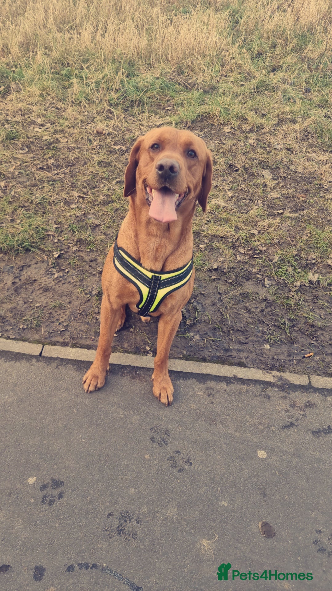 Labrador Retriever dogs for stud: Male Working Fox Red Labrador  in Ashington - Advert 3