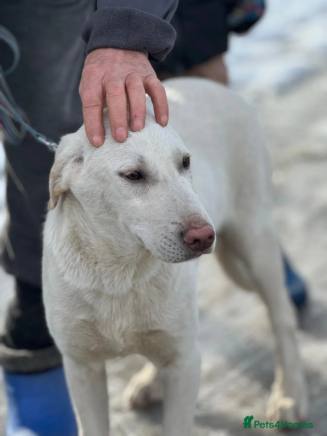Mixed Breed dogs for adoption: 🐾 JACK – Gentle Soul with the Sweetest Eyes - Advert 29