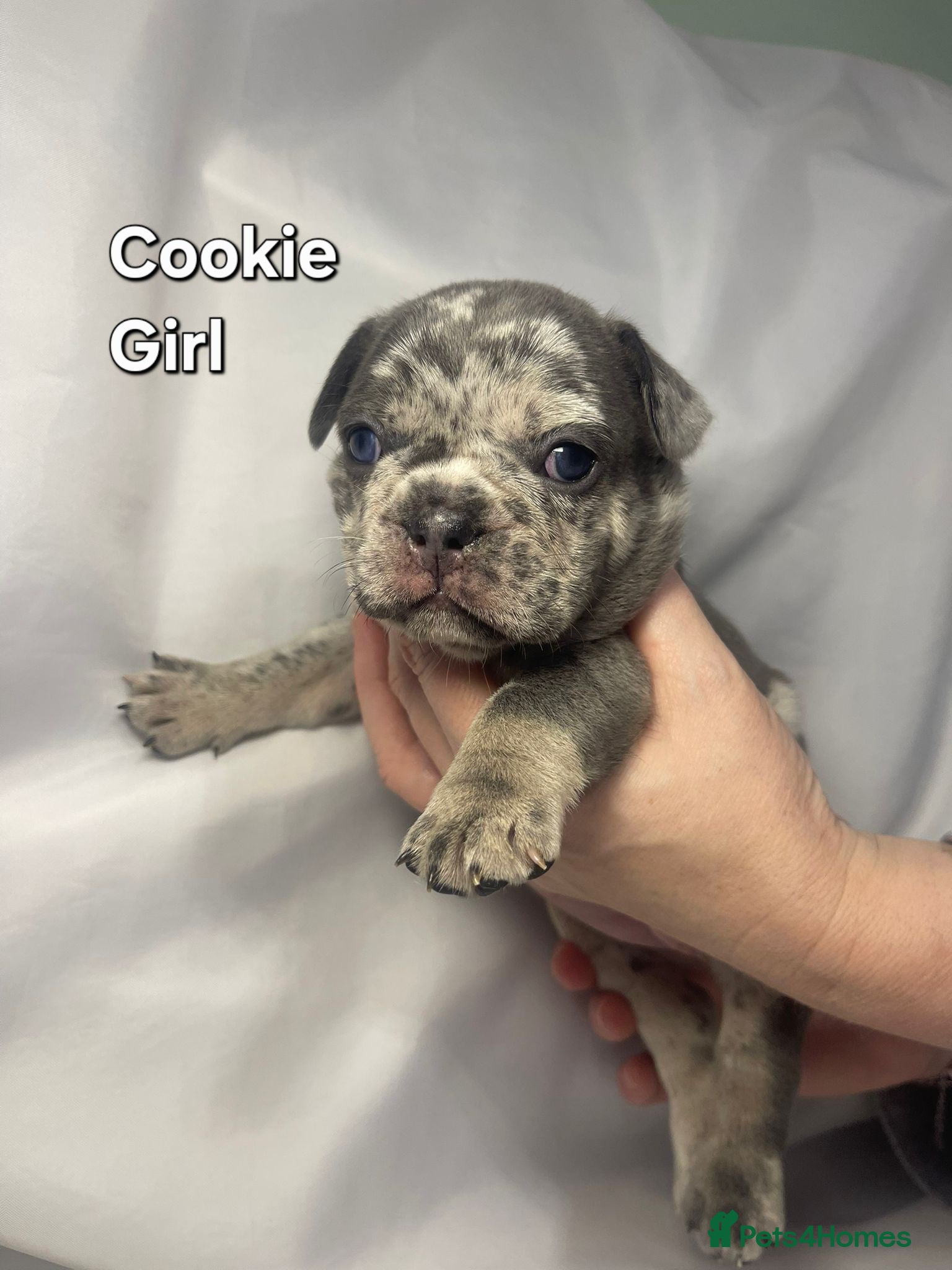 French Bulldog dogs Gorgeous litter of French Bulldog Pups  - Advert 15