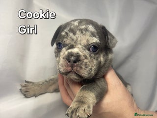 French Bulldog dogs Gorgeous litter of French Bulldog Pups - Advert 15