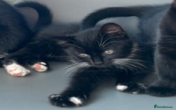 British Longhair cats for sale: Mixed breed kittens long hair Ready now! in Sevenoaks - Image 10