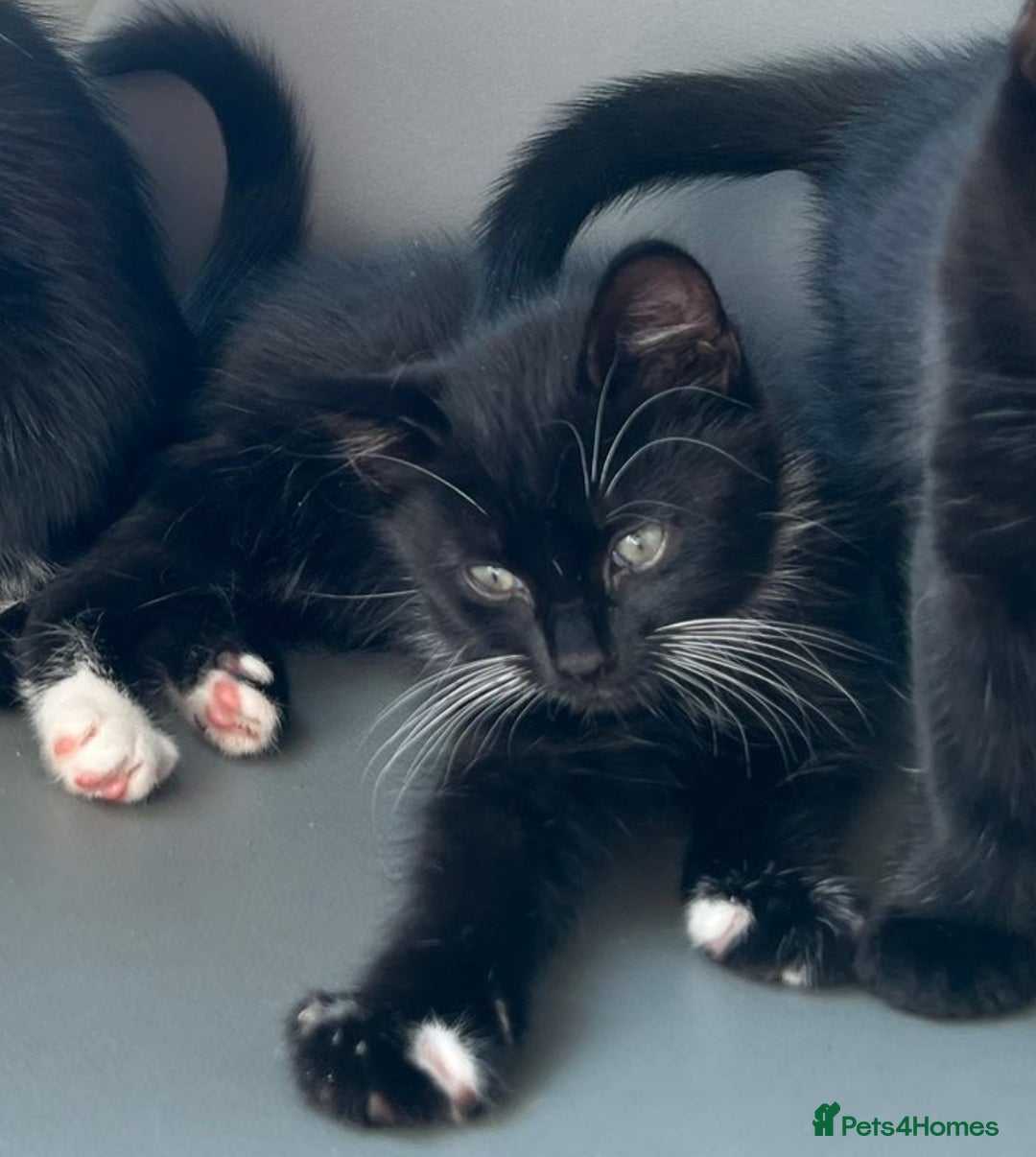 British Longhair cats for sale: Mixed breed kittens long hair Ready now! in Sevenoaks - Image 10