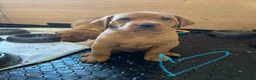 Labrador Retriever dogs for sale: 3 FoxRed Labrador Boys Available  - Advert 14
