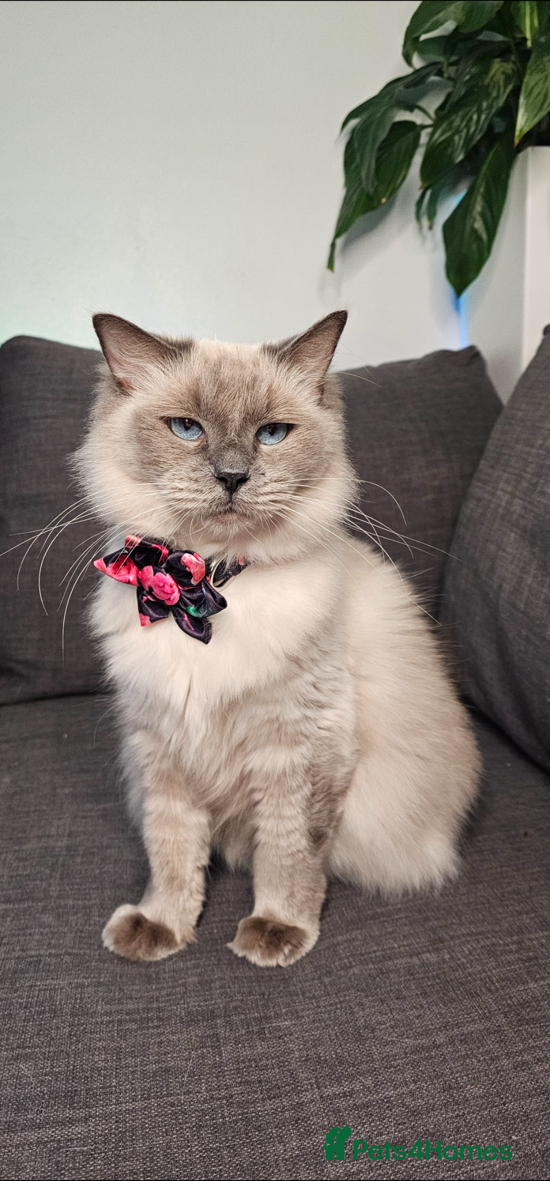 Ragdoll cats for sale: Ragdoll girl chocolate point & blue point - Advert 4