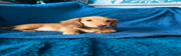 Dachshund dogs for sale: Last Gorgeous Longhaired Male! - Advert 2