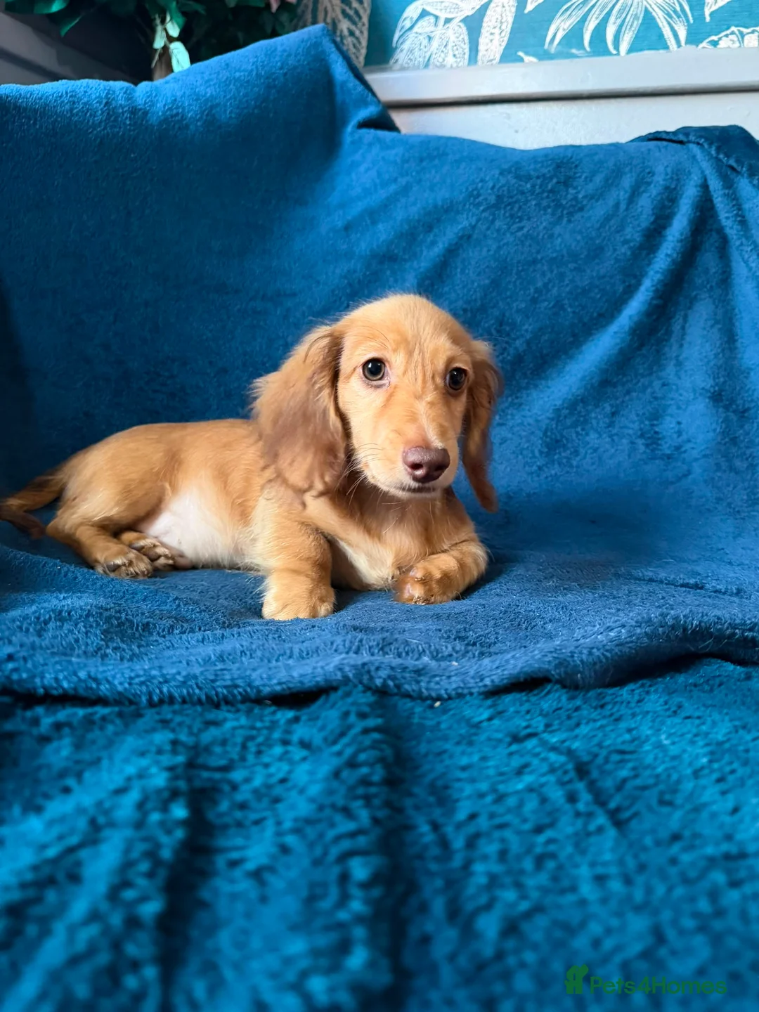 Dachshund dogs for sale: Last Gorgeous Longhaired Male! - Advert 2