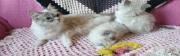 Ragdoll cats for sale: 💖Very Beautiful GCCF Registered Ragdoll Kittens. - Advert 32