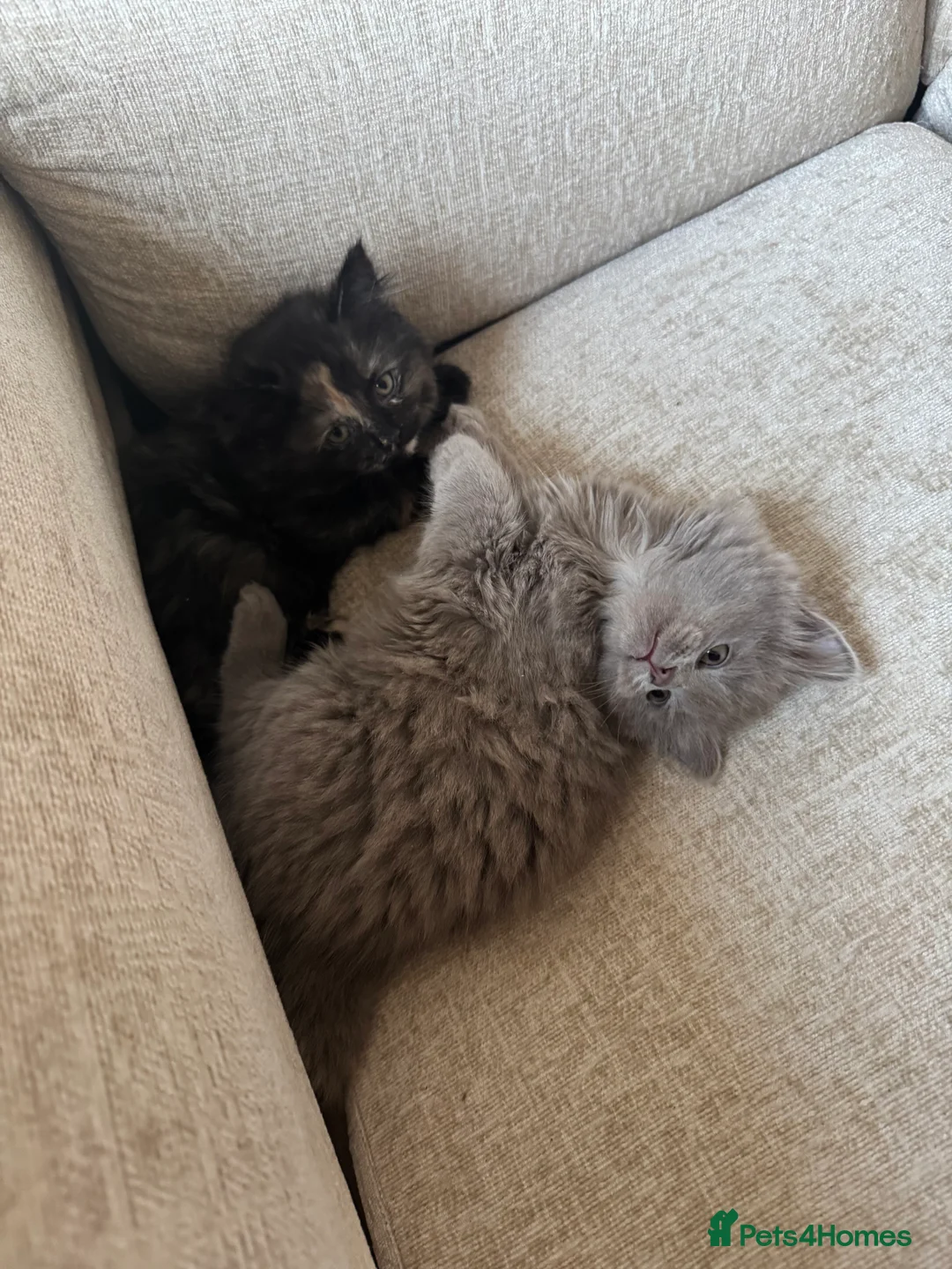 Munchkin cats for sale: 💎 RARE 💎 STANDARD MUNCHKINS READY TO LEAVE NOW  - Advert 14