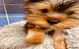 Yorkshire Terrier dogs for sale: Boy Yorkshire Terrier  - Image 2