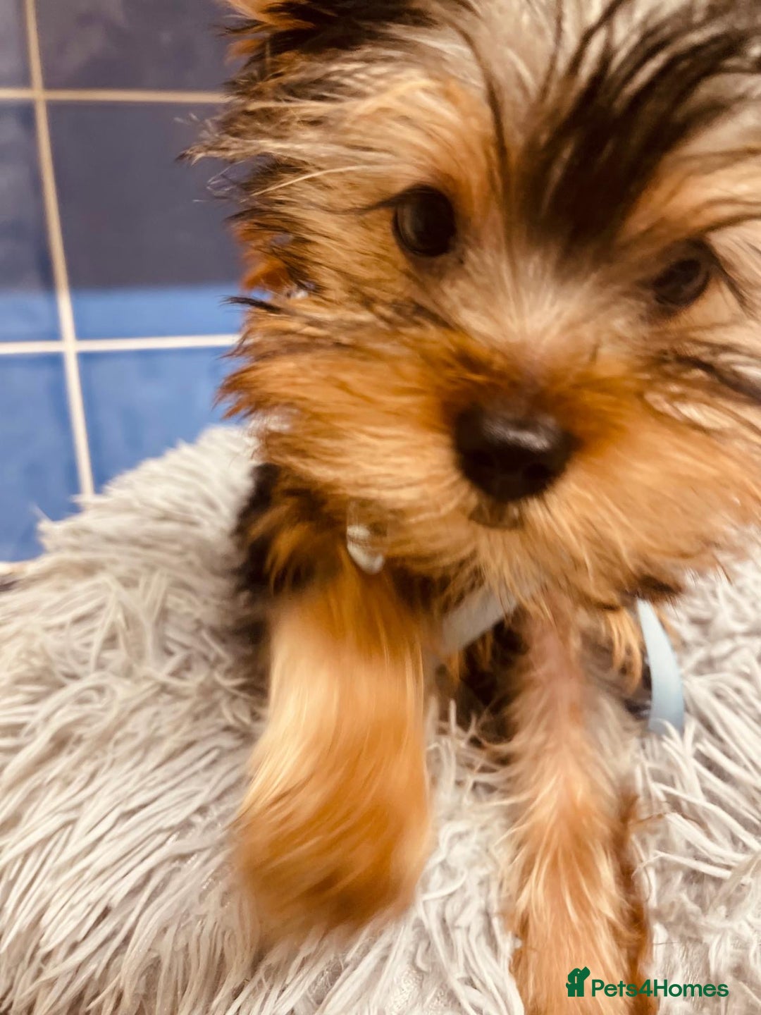 Yorkshire Terrier dogs for sale: Boy Yorkshire Terrier  - Image 2